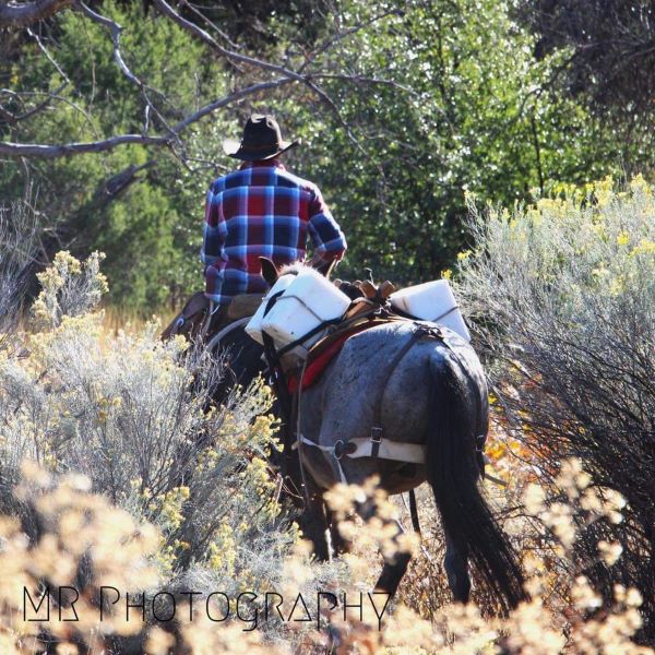 picture of rodeo events